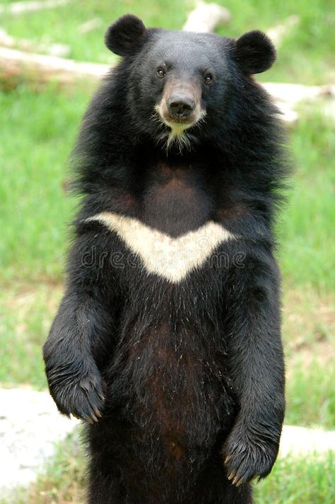 Malayan Sun Bear, Asian Black Bear, Asiatic Black Bear, Black Bears Art, Bear Species, Gray Gardens, Price Quotes, Moon Bear, Car Dealerships