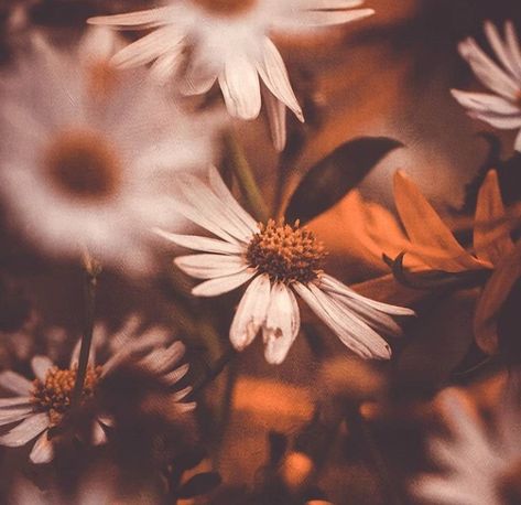 Cover Photos Facebook Aesthetic Flowers, Fall Aesthetic Album Cover, Autumn Facebook Cover Photos, Fall Facebook Cover Photos Sunflowers, Brown Aesthetic Vintage Flower Wallpaper, Facebook Cover Photos Vintage, Galaxy Pictures, Moody Art, Fb Cover Photos