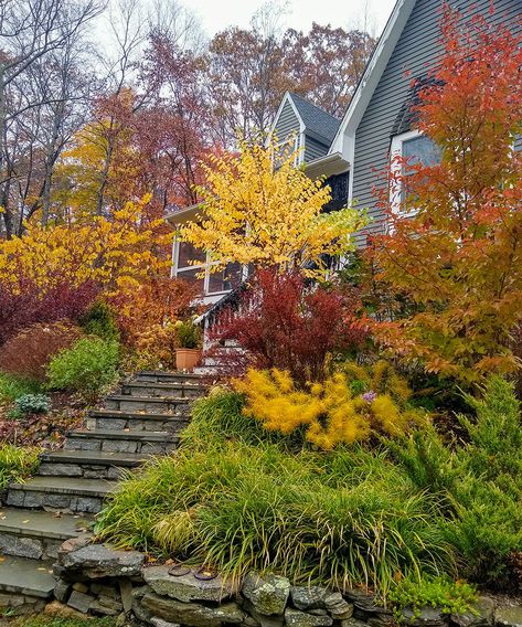 Slope Planting, Clean Landscaping, Pnw Gardening, Grass Landscaping, Fall Gardens, Fine Gardening Magazine, Eastern Redbud, Backyard Gardens, Fall Gardening