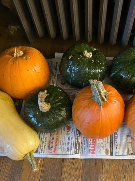 Tips on How to Prepare Winter Squash for Cold Storage - Gardening Holiday Catering, Pumpkin Varieties, Garden Vegetables, Cold Room, Survival Mode, Cold Storage, Winter Squash, Cool Store, Garden Storage