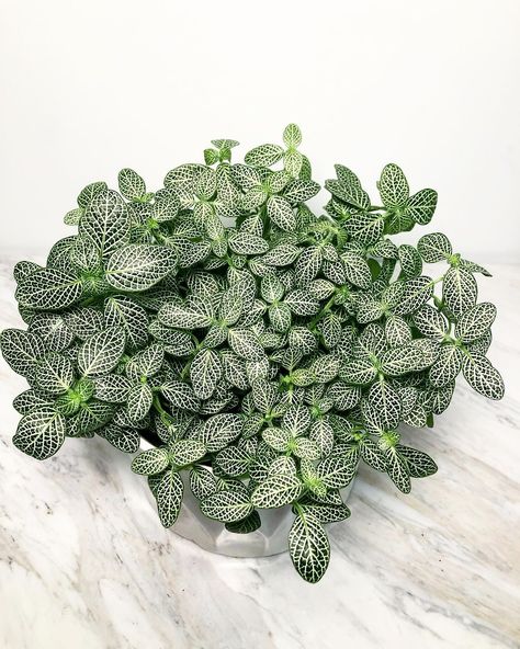 Fittonia Albivenis aka, Nerve Plant. Native to the rainforest of Columbia, Peru, Bolivia, Ecuador and Northern Brazil. A beautiful… Fittonia Argyroneura, Fittonia Albivenis, Go Green Posters, Houseplant Inspiration, Nerve Plant, Plant Wishlist, The Nerve, Leafy Plants, Animal Planters