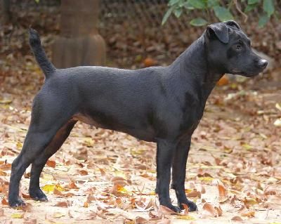 Basics of Patterdale Terrier Training     It's essential for Patterdale Terrier  parents like you to know certain basic factors that deter... Patterdale Terrier, Dog Anatomy, Terrier Breeds, Working Dog, Horses And Dogs, Must Love Dogs, Sporting Dogs, Dogs Of The World, Hunting Dogs