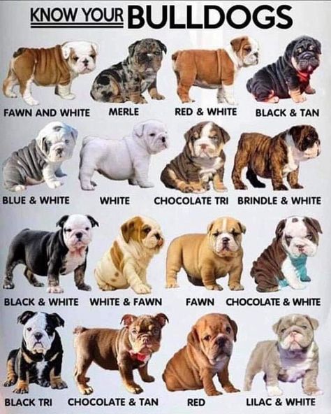 Colour Chart, Bulldog Puppies, English Bulldog, Cute Dogs, Bulldog, Puppies, Dogs, Animals, Quick Saves