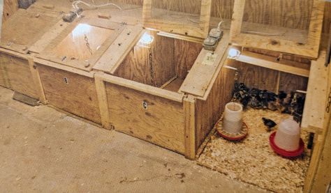 Chick brooding area. Chicken Brooder, Portable Chicken Coop, Chicken Coop Run, Chicken Cages, Chicken Coop Designs, Chicken Garden, Building A Chicken Coop, Keeping Chickens, Chicken Coop Plans