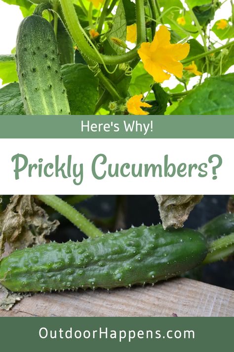 Ever picked a cucumber and thought, "Ouch! Why are these little guys so prickly?" 🌱 We've got you covered! Dive into our article and discover the reasons behind those spiky skins. From natural defenses to growing conditions, learn all about what makes your cucumbers feel like mini cacti. Plus, get tips on how to handle and prepare them safely. Ready to turn your prickly problem into gardening prowess? Visit our blog for the full story! #GardeningTips #CucumberCare #Homesteading #outdoorhappens When To Pick Cucumbers From Garden, When To Pick Cucumbers, Burpless Cucumber, Cucumber Varieties, Self Sufficient Homestead, Lemon Cucumber, Building Raised Garden Beds, Mini Cucumbers, Cucumber Seeds