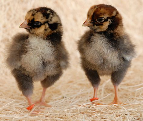 About Wyandotte Chickens: Gorgeous, Heritage Dual Purpose Chickens Blue Lace Wyandotte Chicken, Golden Lace Wyandotte, Gold Laced Wyandotte, Red Laced Wyandotte Chicken, Gold Laced Wyandotte Chickens, Chickens For Sale, Wyandotte Chicken, Silver Laced Wyandotte Hen, Chicken Incubator