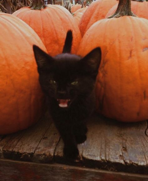 A Black Cat, A Black, Pumpkins, Black Cat, Halloween, Black