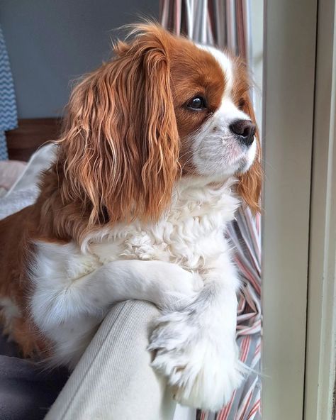 Watching Daddy, he is going to work 😕 . . . . . . . . . #blenheim #blenheimcavalier #blenheimpuppy #blenheimcavalierkingcharlesspaniel #cavalier #cavaliersofinstagram #cavalierpuppy #cavaliercommunity #kingcharlescavalier #kingcharlespuppy #itscavthing #kingcharlesofinstagram #kingcharlesspaniel #cavalierblenheim #cavalierlove #ckcspaniel  #cavalierking #cavalierclub #cavlife💯🐶 #cavmom #kingcharlesblenheimspaniel #cavalierlife #kingcharlescavaliers #kingcharlesofinstagram #kingcharlesspaniels... Blenheim Cavalier Puppy, King Charles Puppy, Cavalier King Charles Dog, Cavalier Puppy, King Charles Dog, Dream Dog, April 29, Cavalier King, Ruby Rose