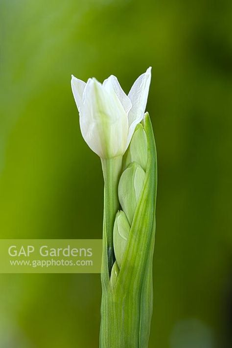 Plant Photography, Small Garden Design, Pheasant, Cool Plants, In November, Small Garden, Daffodils, Garden Plants, Garden Design