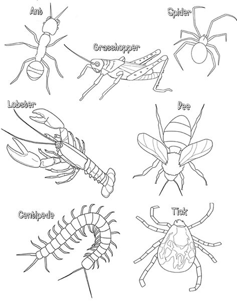 Insect Body Parts, Insect Unit, Insect Coloring Pages, Bug Coloring Pages, Coloring Worksheet, Animal Classification, Nate Diaz, Pet Blog, Arthropods