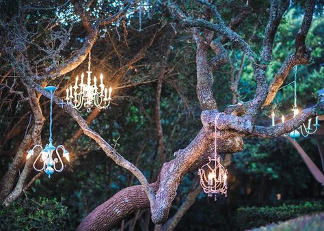 wedding chandelier hanging from tree | Wedding chandeliers lighted and hanging in the trees #wedding # ... Hanging Tree Lights, Tree Wedding Ceremony, Wedding Chandeliers, Trees Wedding, Wedding Chandelier, Wedding Photo Gallery, Big Tree, Tree Wedding, Wedding Ceremony Decorations