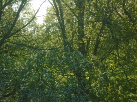 trees, evening sun, spring, green, fairycore, cottage core Juniper Core, Juno Core, Bea Core, Kimya Dawson, Green Fairycore, Fairycore Cottage, Evening Sun, Turn Blue, Aesthetic Green