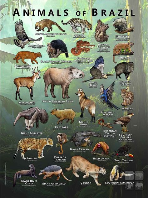 Brazil Wildlife, Animal Reproduction, Brazil Animals, Brazil Poster, Amazon Rainforest Animals, Amazon Animals, Animals Around The World, Animal Infographic, World Animal Day