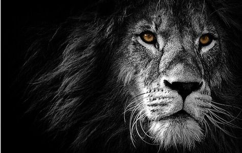 Lion Wallpaper, Black Lion, Black Background, Macbook, Lion, Black