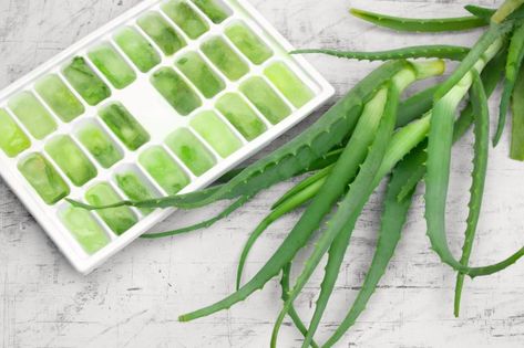 Beach Hacks & Beach Gear for Parents Aloe Vera Ice Cubes, Benefits Of Aloe Vera, Aloe Vera For Skin, Soothe Sunburn, Fresh Aloe Vera, Hawaiian Sweet Rolls, How Do You Clean, Natural Highlights, Holistic Beauty