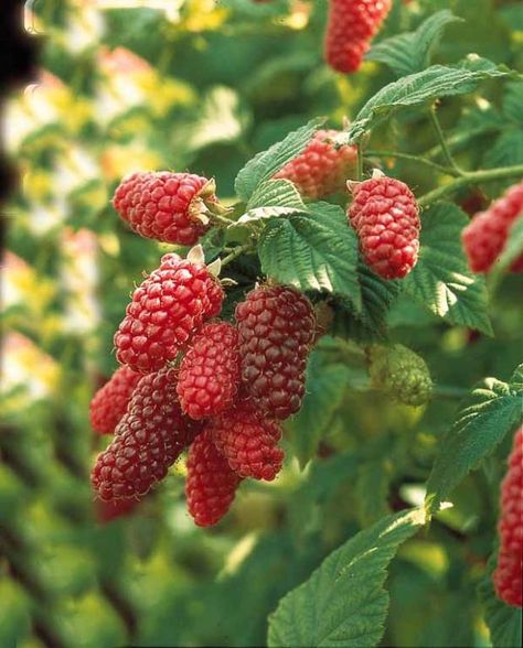 Tayberry (Rubus fruticosus x idaeus) is a cross between a blackberry and a red raspberry. First cultivated in Scotland in 1962 Rasberry Bushes, Rubus Fruticosus, Blackberry Tart, Fruit Paradise, Berry Plants, Lavender Garden, Red Raspberry, Farms Living, Fruit Plants