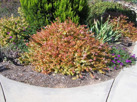 Kaleidoscope’ Abelia - Google Search Zeroscape Landscaping, Kaleidoscope Abelia, Abelia Kaleidoscope, Plant Diseases, Ornamental Plants, Winter Color, Organic Fertilizer, Propagating Plants, All About Plants