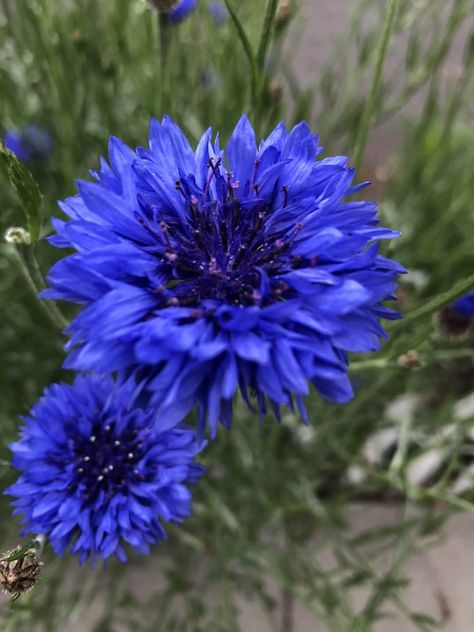 Corn Flowers, Beautiful Blue Flowers, Blue And Purple Flowers, Blue Beauty, Flowers Purple, Flowers Beautiful, Blue Garden, Flowers Blue, Wedding Stationary