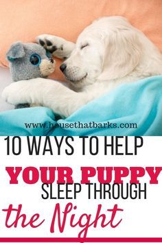 Best Way To Train A Puppy, How To Wear Out A Puppy, First Night With Puppy, Training A Puppy, Training Puppy, Puppy Time, Puppies Tips, Puppy Snuggles, Easiest Dogs To Train