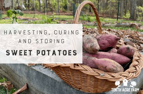 Harvesting, Curing, and Storing Sweet Potatoes - Tenth Acre Farm Storing Sweet Potatoes, Growing Sweet Potatoes, How To Store Potatoes, Growing Potatoes, Garden Harvest, Grow Your Own Food, Veggie Garden, Preserving Food, Growing Food