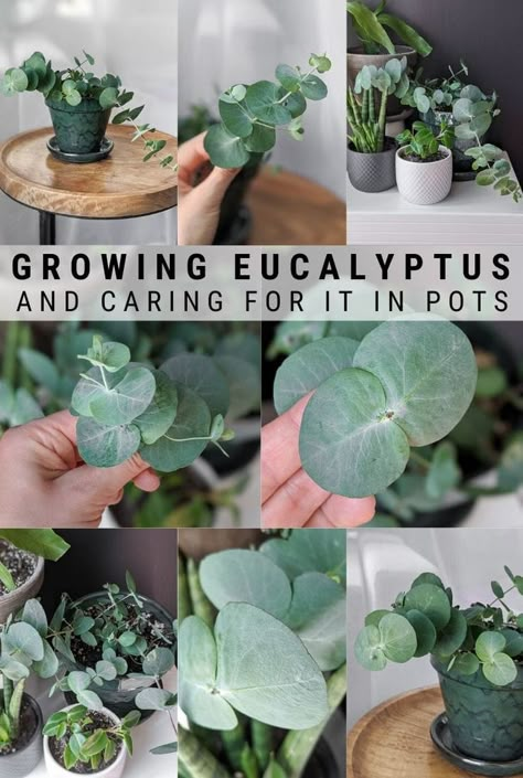 Eucalyptus Plant Care, Growing Eucalyptus, Indoors Garden, Eucalyptus Plant, Household Plants, Inside Plants, Diy Gardening, Landscaping Design, House Plants Indoor