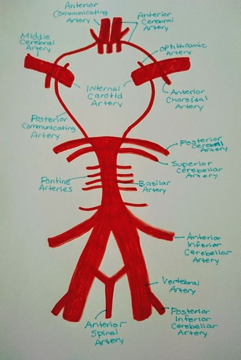 circle of Willis Circle Of Willis Tattoo, Circle Of Willis Anatomy, Physiology Study, Circle Of Willis, Anatomical Tattoos, Basic Anatomy, Basic Anatomy And Physiology, Carotid Artery, College Ideas