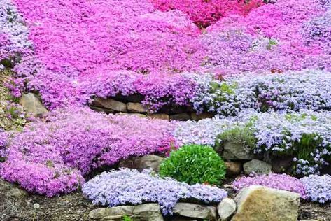 Phlox Ground Cover, Garden Ground Cover, Euphorbia Polychroma, Phlox Subulata, Moss Phlox, Botanical Tulip, Tomatoes In Containers, Garden Ground, Phlox Flowers