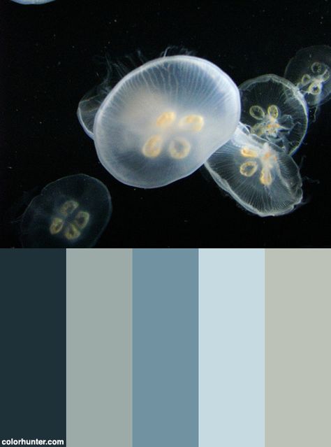 Moon+Jellyfish+Color+Scheme Jellyfish Colour Palette, Moon Jellyfish Watercolor, Jellyfish Color Palette, Jellyfish Palette, Jellyfish Pottery, Moon Jellyfish Drawing, Moon Jellyfish Wallpaper, Jellyfish Space, Jellyfish Room