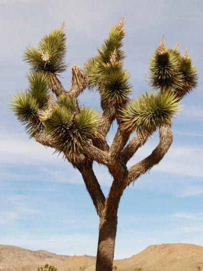 Conservatory Plants, Succulents Drawing, Joshua Trees, Desert Trees, Famous Trees, The Joshua Tree, Deserts Of The World, Tree Growing, Growing Tips