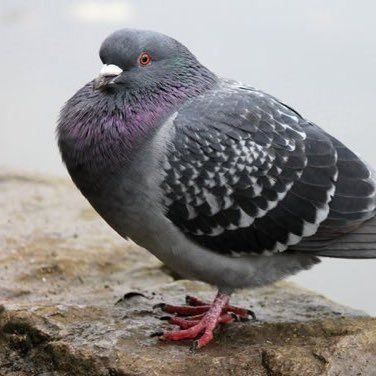 Fat Pigeon I found on Google :) https://twitter.com/iamfatpigeon Fat Pigeon, Feral Pigeon, Pigeon Post, Cute Pigeon, Pigeon Pictures, Wood Pigeon, Baby Bird, Cute Little Drawings, Weird Animals