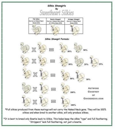 silkie showgirl breeding chart - Yahoo Search Results Chicken Breeding Chart, Breeding Chickens, Silkie Chickens Colors, Chicken Breeding, Animal Information, Biology Worksheet, Animals Information, Silkie Chickens, Chicken Care