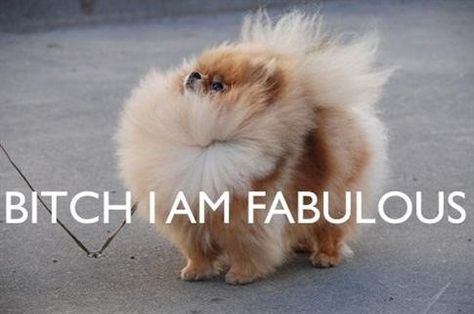 fullfontal.tumblr... Lou Dog, Baby Pomeranian, Spitz Pomeranian, Im Fabulous, Cutest Animals, Blue Merle, E Card, Siberian Husky, Funny Animal