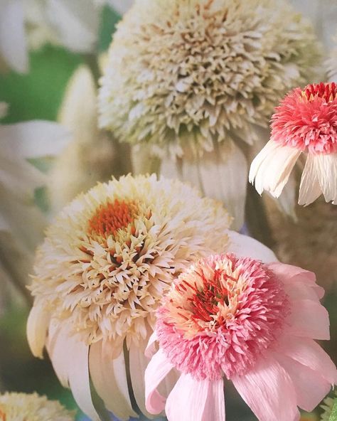 Looking forward to making these Echinacea "Milkshake" and others soon. #paperflowers ⠀ *Stares at specimen wall longingly* Echinacea Milkshake, Tiffanie Turner, Kelly Grace, Crepe Paper Flowers Tutorial, Coral Charm Peony, Paper Bouquet, How To Make Paper Flowers, Crepe Paper Flowers, Handmade Flowers Paper