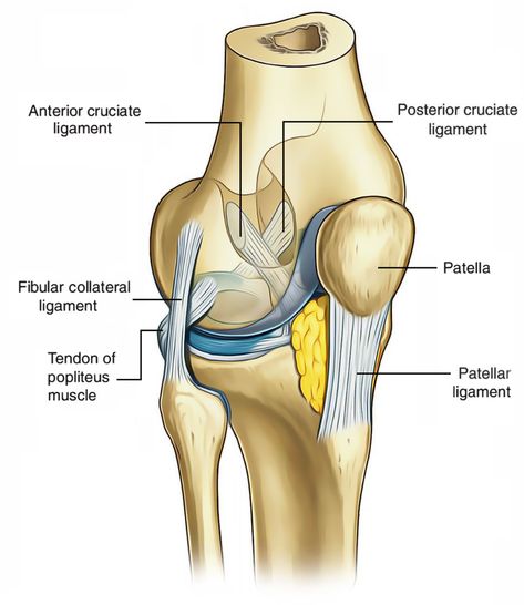 Ligaments Of The Knee, Anatomy Of The Knee, Human Knee, Knee Bones, Core Exercises For Women, Knee Ligaments, Anterior Cruciate Ligament, Cruciate Ligament, Lower Limb