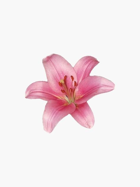 "pink lily flower" Sticker by ---clara--- | Redbubble Single Flower Illustration, Lilies Aesthetic, 2025 Wallpaper, Lily Sticker, Lily Aesthetic, Pink Lily Flower, Images Of Flowers, Flower Icon, Cha Ching