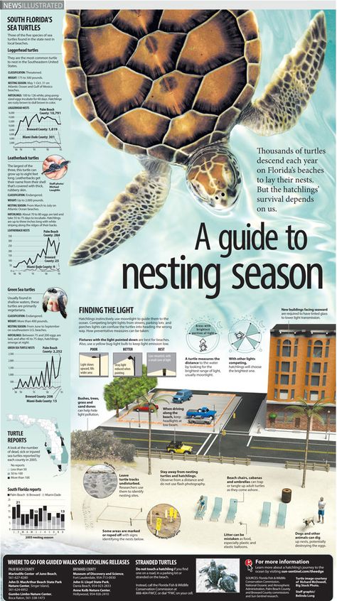 Infographic describing how sea turtle hatchlings’ survival depends on us. Infographic reported, written, illustrated and designed by Belinda Ivey of KarBel Multimedia for the South Florida Sun Sentinel. turtle photos courtesy of Richard McDowell –... Sea Turtle Infographic, Turtle Infographic, Nature Infographic, Turtle Photos, Sea Turtle Nest, Turtle Facts, Animal Infographic, Scientific Poster, Save The Sea Turtles