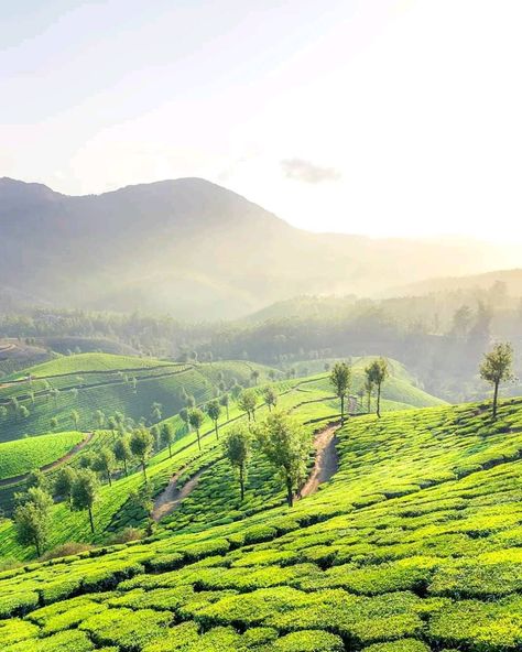 Munnar Kerala, Kerala Travel, Best Vacation Spots, Western Ghats, Travel Pictures Poses, Munnar, Landscape Photography Nature, Beautiful Places On Earth, Fantasy Places