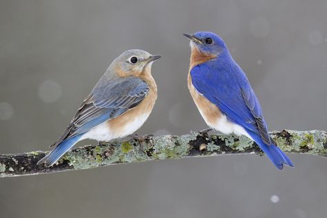 ✔ Eastern bluebird (Sialia sialis), female & male ~ A small thrush of brilliant blue on the back & rusty blush on the breast, bluebirds like open ground. They feed on insects & berries, often visiting feeders for sunflower seeds in winter. Nest in tree cavities & bird boxes.  Year-round resident of Arkansas. Two Blue Birds, Male And Female Birds, Bluebirds Art, Female Bluebird, Bird Condo, Stonington Ct, Bluebird Painting, Bluebird Tattoo, Blue Bird Art