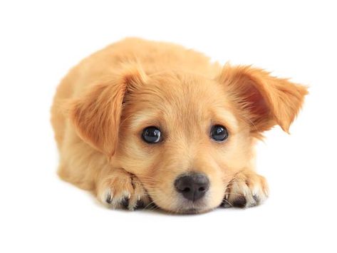 You want the cute? You want the cute? You can't handle the cute! Puppy Breeding, Cute Puppies Golden Retriever, Cute Animal Wallpapers, Breeding Dogs, Mixed Breed Puppies, Kittens Photography, Beautiful Puppies, Animal Wallpapers, Rescue Puppies