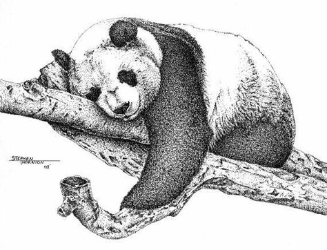 Shhh! I'm sleeping! Stippling Drawing, Dotted Drawings, Scratchboard Art, Stippling Art, Pen Art Drawings, Panda Art, White Drawing, Ink Drawings, Amazing Drawings