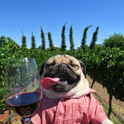 Doug the Pug is my spirit animal! Silly Dog Pictures, Gatos Cool, Cute Pug Puppies, Doug The Pug, Bulldog Francese, Baby Pugs, A Pug, Pug Puppies, Pugs Funny