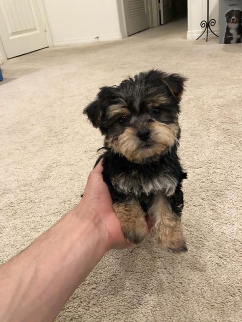 Yorkiepoo Full Grown, Yorker Poo, Yorkiepoo Puppy, Dog Necessities, Shorkie Dogs, Yorkie Poo Puppies, Christina Lorre, Yorkie Haircuts, Meds For Dogs