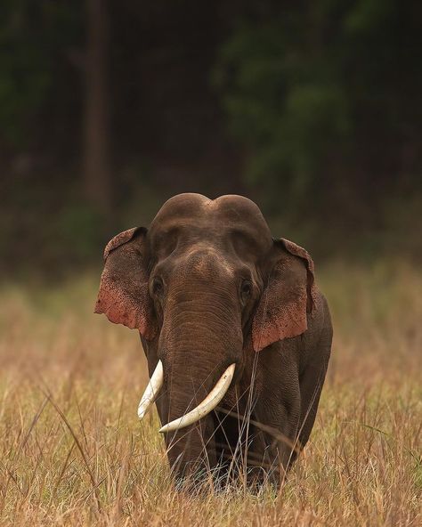 National Park Collage, Collage Of Pictures, Corbett National Park, Jim Corbett National Park, Jim Corbett, The Beauty, National Park, National Parks, Elephant