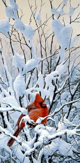 Art Country Canada - JOHN SEEREY-LESTER The World's largest online collection of Limited Edtion paper and Giclee on Canvas Christmas Birds, Winter Bird, Cardinal Birds, Red Bird, Red Cardinal, Backyard Birds, Bird Pictures, Christmas Scenes, Winter Pictures