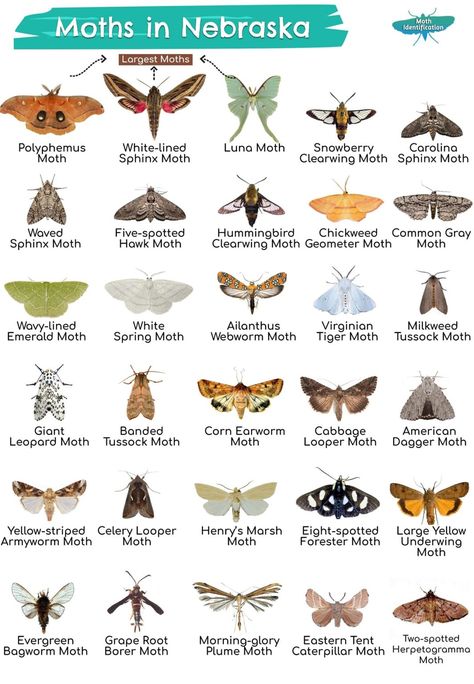 Insect Types, Moth Breeding, Different Types Of Moths, Moth Types, Moth Anatomy, Moths And Their Meanings, Moths Reference Photo, Moth Meaning, Moth Facts