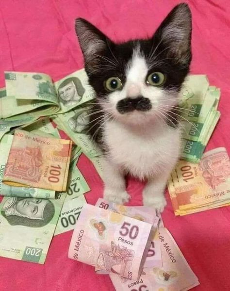 Mustache Cat, Black Cat Breeds, Cat Tatto, Best Cat Gifs, Cheezburger Cat, Pet Kitten, Curious Cat, Many Thanks, Funny Cat Memes