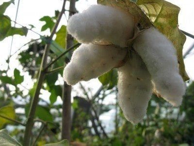 Cotton Plant Care: Tips For Growing Cotton With Kids How To Grow Cotton, Grow Cotton, Growing Cotton, Potting Benches, Planting For Kids, Play Garden, Lawn Care Tips, Starting Seeds Indoors, Garden Inspo