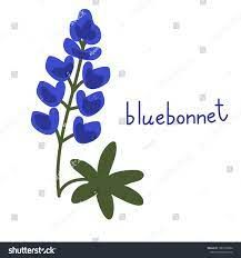 Bluebonnet Art Preschool, Bluebonnet Drawing, Bluebonnet Texas, Texas Crafts, Drawing Patterns, Genius Hour, Lino Printing, Texas Map, Slow Stitching