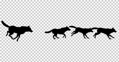 Download Wolfpack Silhouette Run Animation Stock Video by Handrox-G. Subscribe to Envato Elements for unlimited Stock Video downloads for a single monthly fee. Subscribe and Download now! Run Animation, Alpha Video, Wolf Running, Wolf Silhouette, Animated Animals, Wolf Howling, Wolf Pack, Dog Halloween, Anime Poses Reference