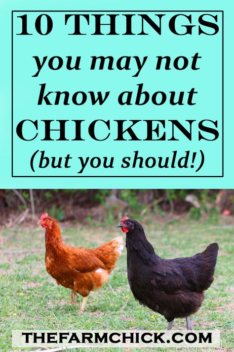 Facts About Chickens, Farming Chickens, Egg Chickens, Chicken Coop Inside, Buff Orpingtons, Chicken Facts, Urban Chicken Farming, Chicken Brands, Baby Chicks Raising